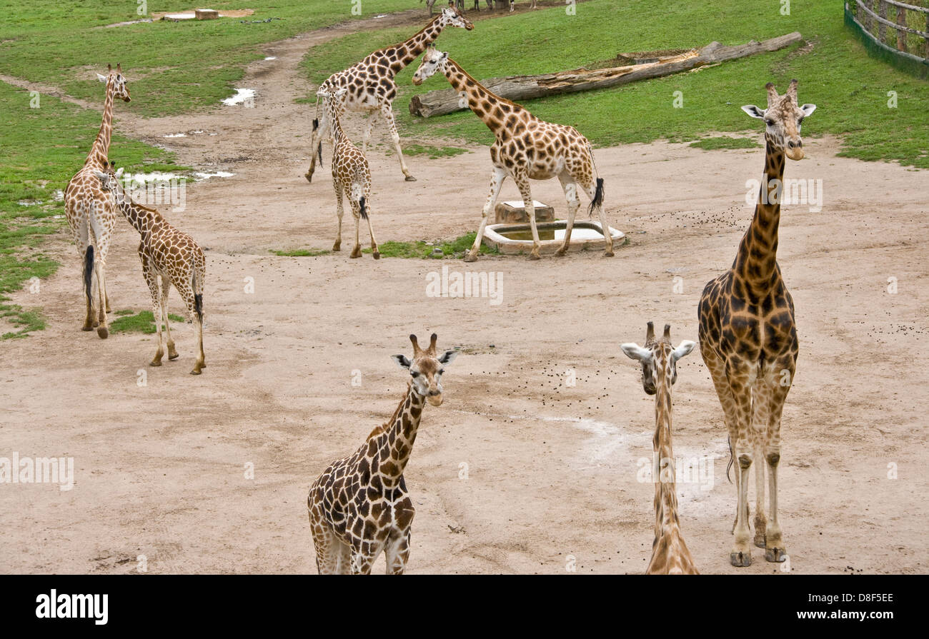 Gruppo di curiose giraffe allo Zoo di Praga Repubblica Ceca Europa Foto Stock