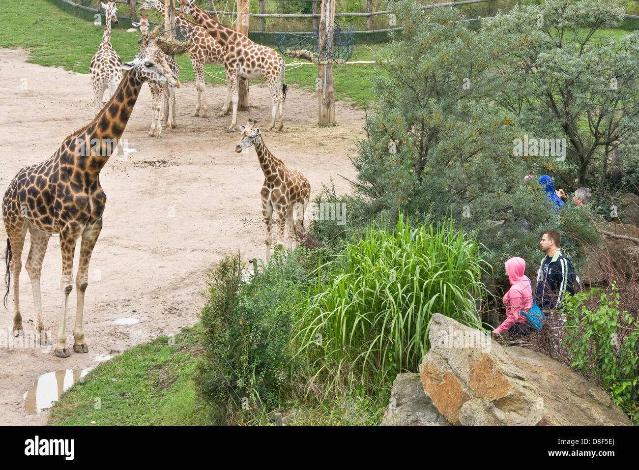 Curiose giraffe e turisti allo zoo di Praga Repubblica Ceca Europa Foto Stock