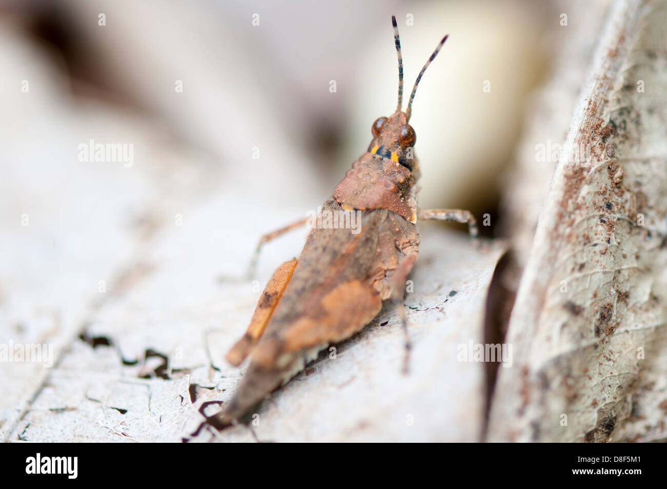 Brown grasshopper sulla lamina Foto Stock