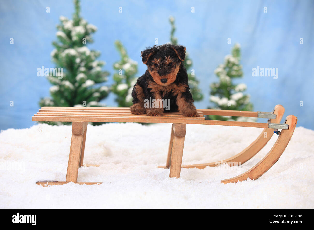 Welsh Terrier, cucciolo, 8 settimane, sulla slitta / toboggan |Welsh Terrier, Welpe, 8 Wochen, auf Schlitten Foto Stock