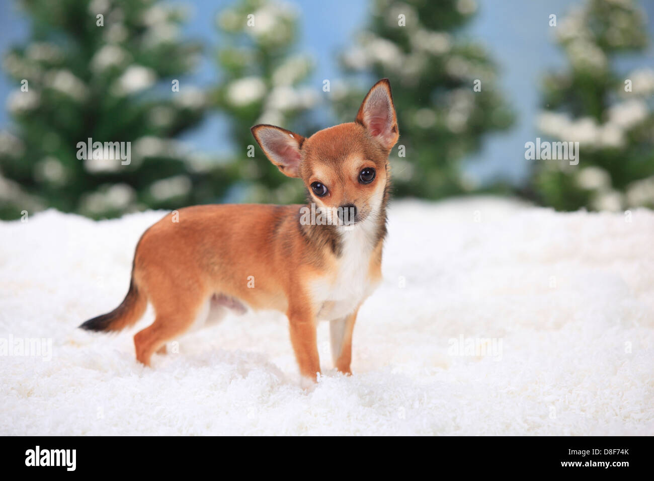 Chihuahua, a pelo corto, maschio, 7 mesi |Chihuahua, kurzhaarig, Jungruede, 7 Monate Foto Stock