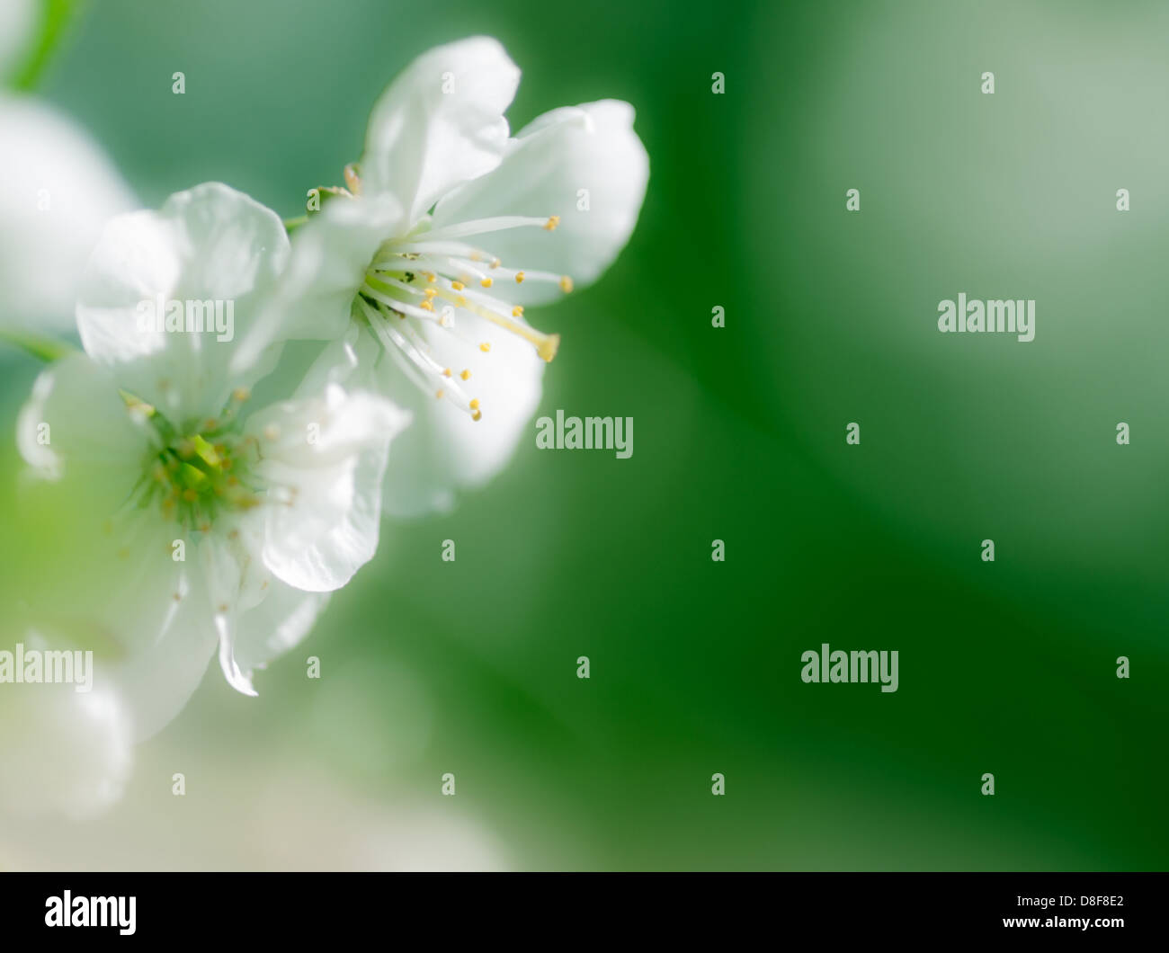Apple Blossom e copia verde spazio. Foto Stock