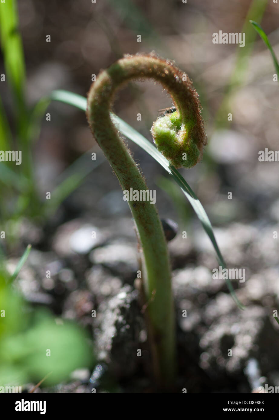 Impianto rottura attraverso Foto Stock