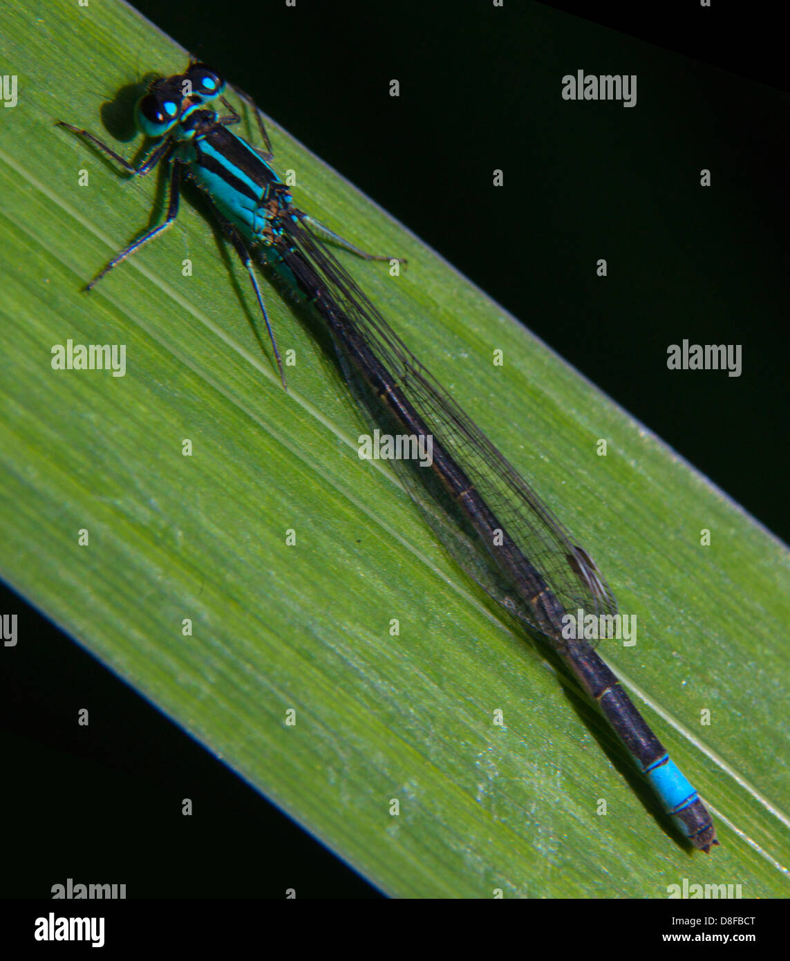 Blue damsel Fly on green Reed, Cheshire , Inghilterra , Regno Unito Foto Stock