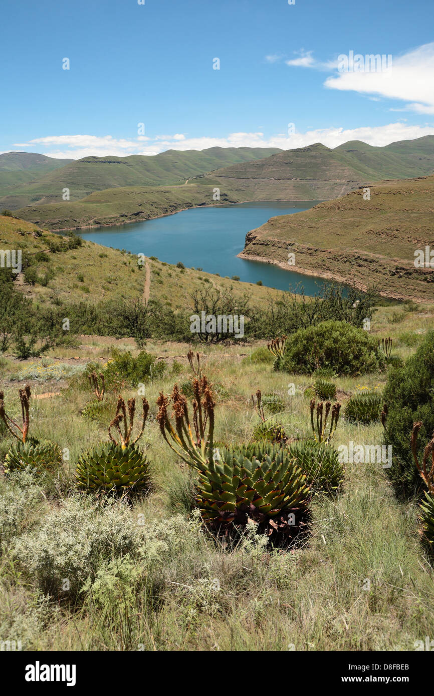 Aloe polyphylla cresce sui pendii di montagna che conduce alla diga di Katse lago nel Lesotho, Africa Foto Stock