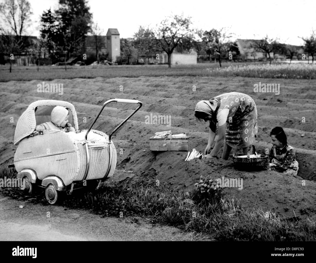 Una donna e di sua figlia tagliare gli asparagi in Franconia mentre il suo bambino li guarda dal contenuto della PRAM. Immagine dal 1964. Foto Stock