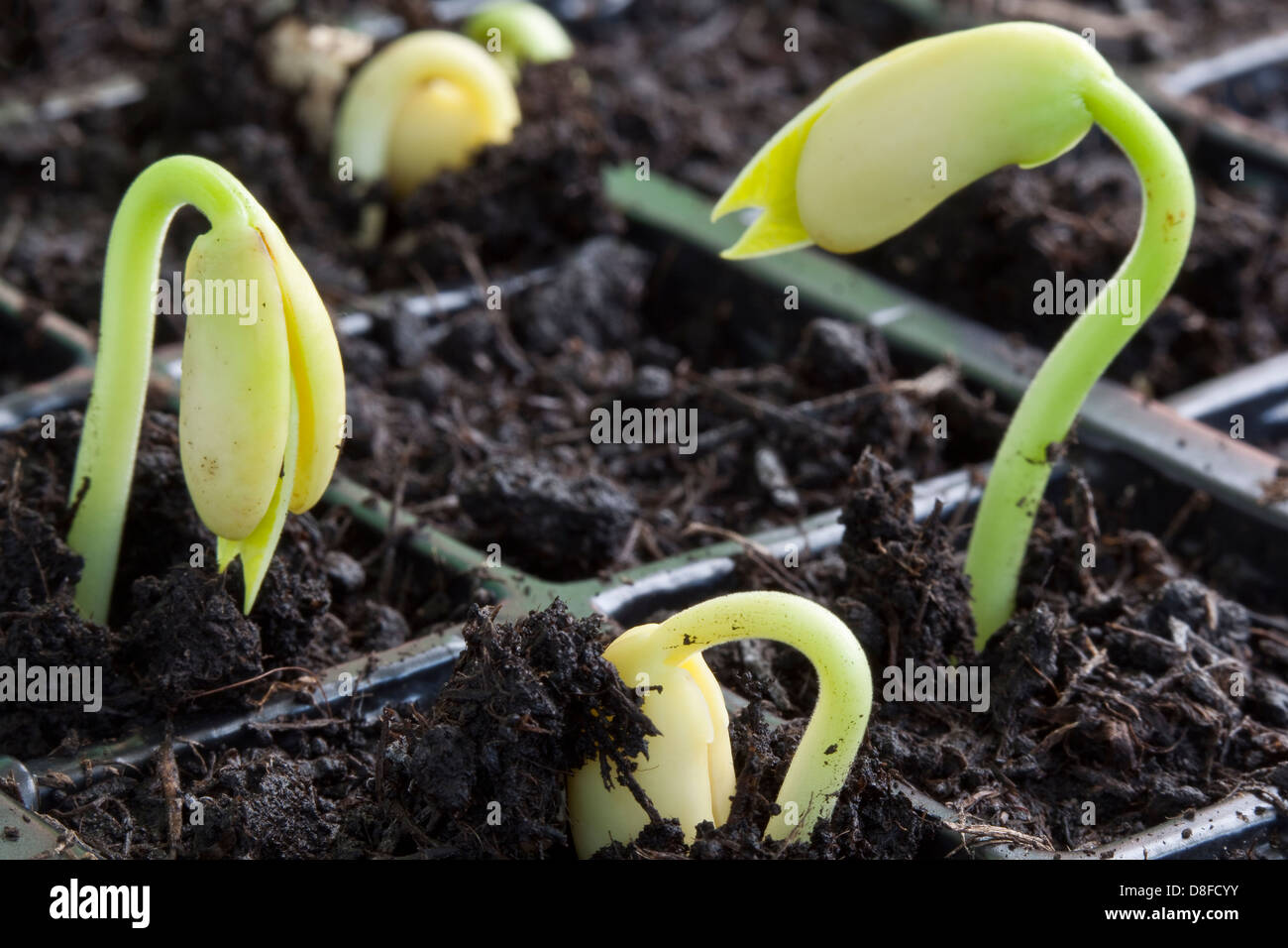 Recentemente germinati bean francese piantine emergente dal compost Foto Stock