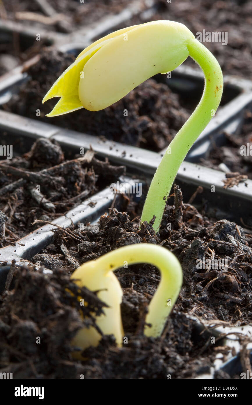 Recentemente germinati bean francese piantine emergente dal compost Foto Stock