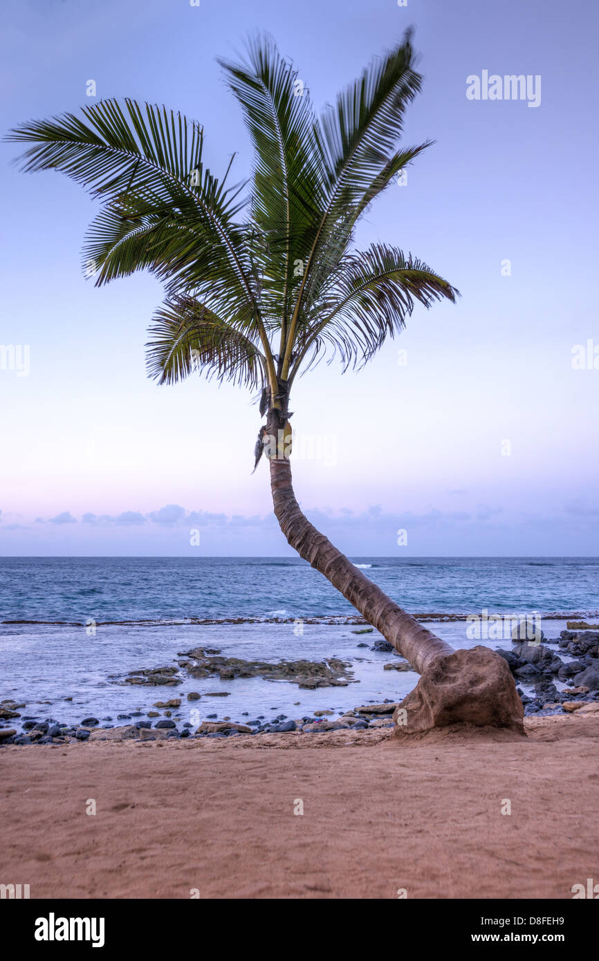 Palm tree al tramonto a Para spiaggia sulla splendida isola hawaiana di Maui Foto Stock