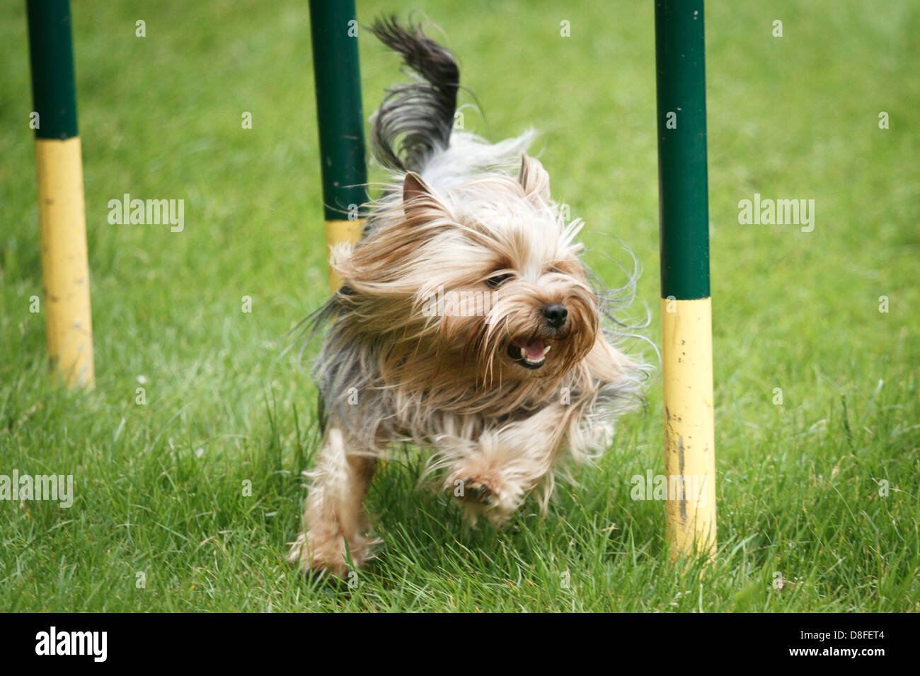 Yorkshire terrier in agilità della concorrenza. Foto Stock Yorkshire terrier in agilità della concorrenza. Foto Stock