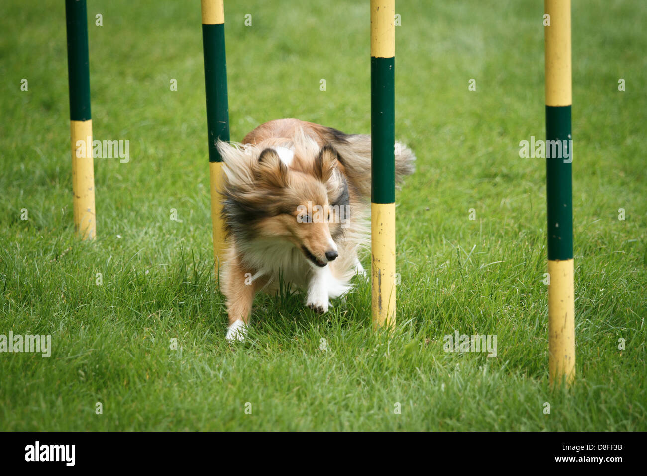 Collie scozzese in agilità della concorrenza. Foto Stock