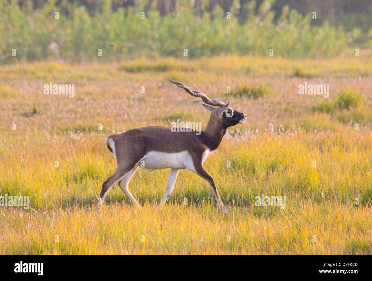 Adulto maschio nero Buck (antilope Antilope cervicapra) nel Black Buck Area di Conservazione, Khairapur, vicino Gulariya, Nepal Foto Stock