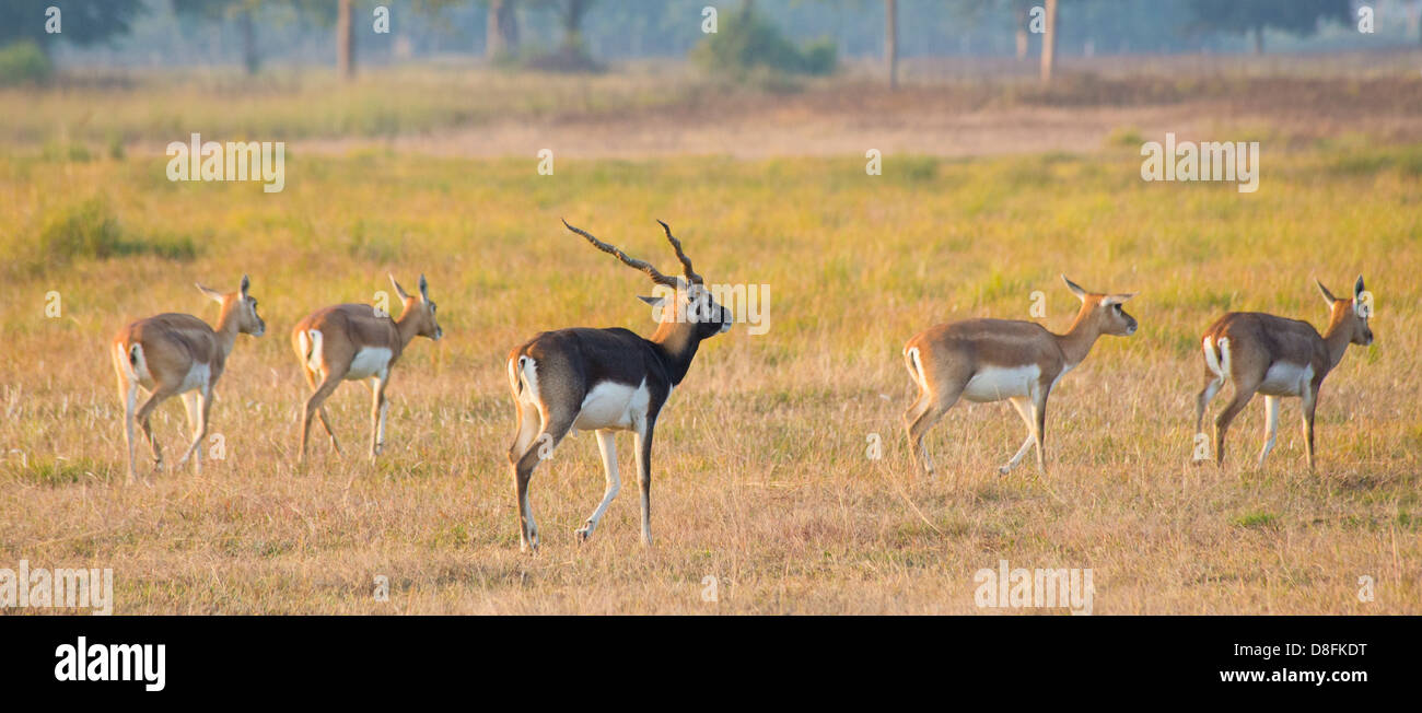 Buck nero antilope al Buck nero Area di Conservazione, Khairapur, vicino Gulariya, Nepal Foto Stock