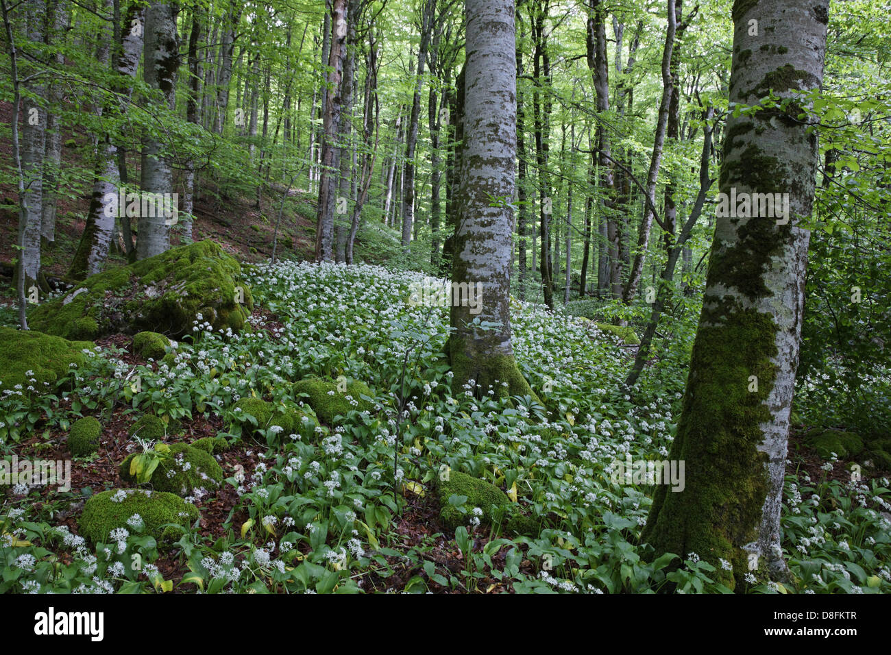 Montenegro Biogradska Gora National Park, foresta, Montenegro, Biogradska Gora Nationalpark; Wald Foto Stock