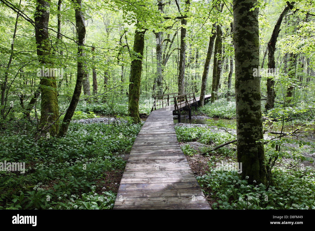 Montenegro Biogradska Gora National Park, foresta, Montenegro, Biogradska Gora Nationalpark; Wald Foto Stock