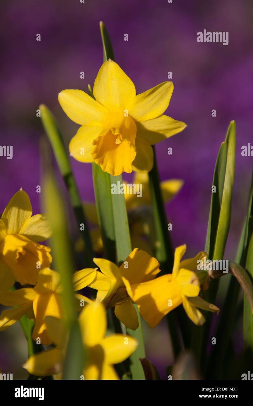 Vicino la pittoresca vista della molla di un daffodil in piena fioritura in un giardino inglese nella contea di Cheshire. Foto Stock