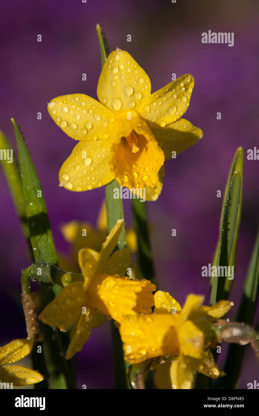 Vicino la pittoresca vista della molla di un daffodil in piena fioritura con gocce di pioggia in un giardino inglese nella contea di Cheshire. Foto Stock
