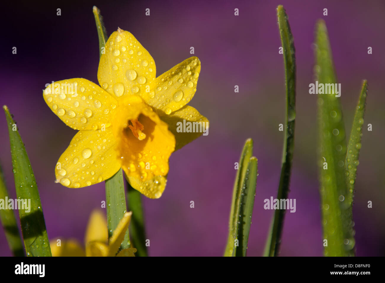 Vicino la pittoresca vista della molla di un daffodil in piena fioritura con gocce di pioggia in un giardino inglese nella contea di Cheshire. Foto Stock