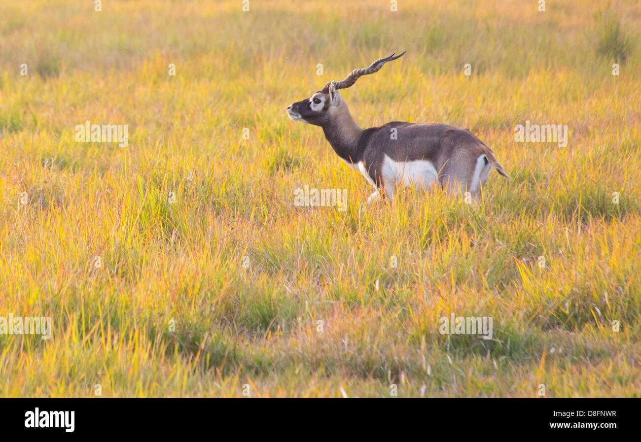 Adulto maschio nero Buck (antilope Antilope cervicapra) nel Black Buck Area di Conservazione, Khairapur, vicino Gulariya, Nepal Foto Stock