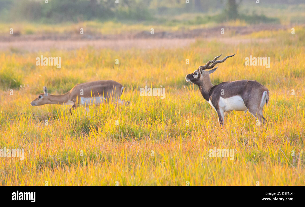 Buck nero antilope al Buck nero Area di Conservazione, Khairapur, vicino Gulariya, Nepal Foto Stock