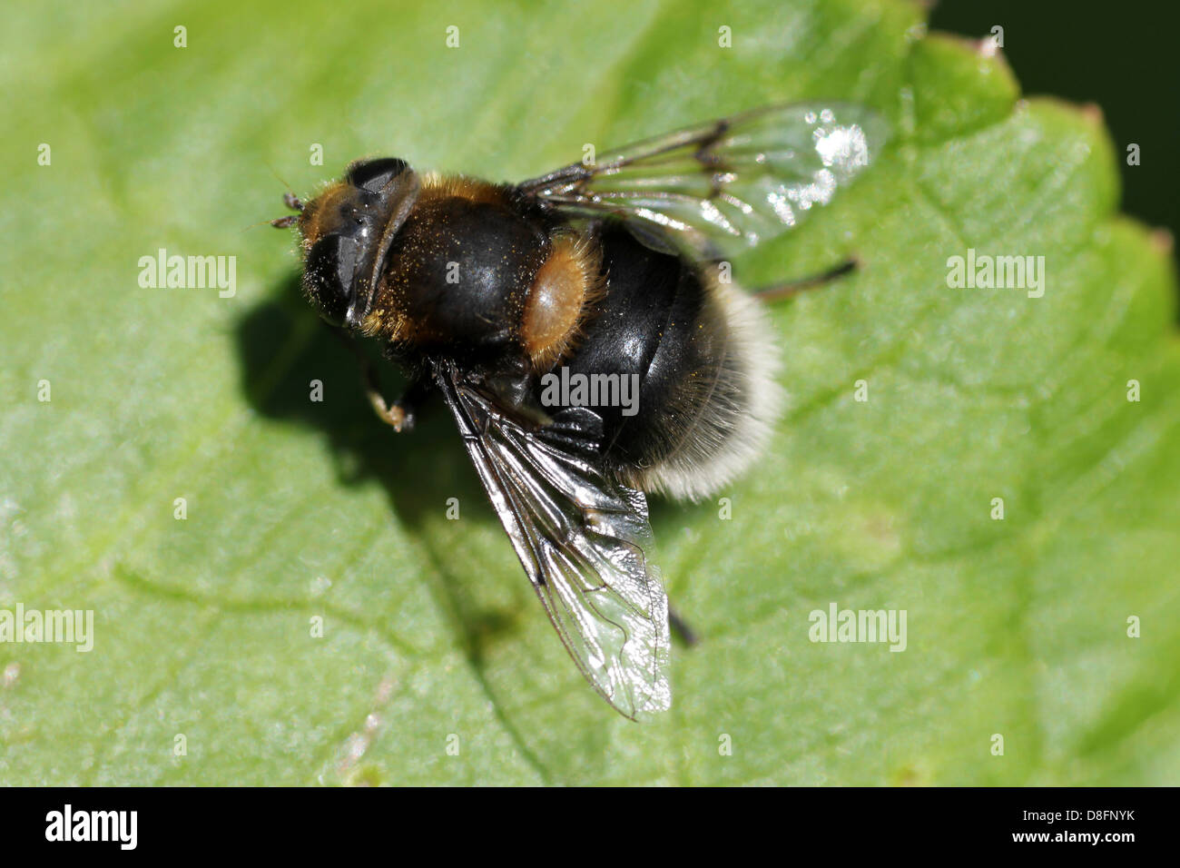 Bumblebee mimare Hoverfly Eristalis intricarius femmina Foto Stock