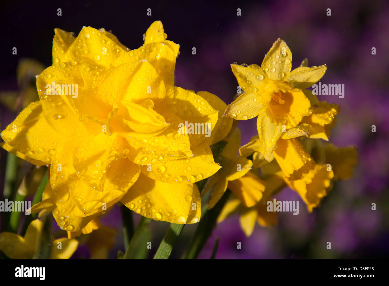 Vicino la pittoresca vista della molla di una doppia testa daffodil in piena fioritura con gocce di pioggia. Foto Stock