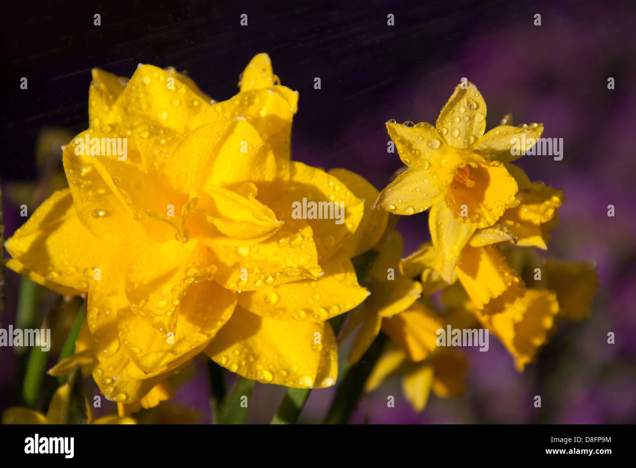 Vicino la pittoresca vista della molla di una doppia testa daffodil in piena fioritura con gocce di pioggia. Foto Stock