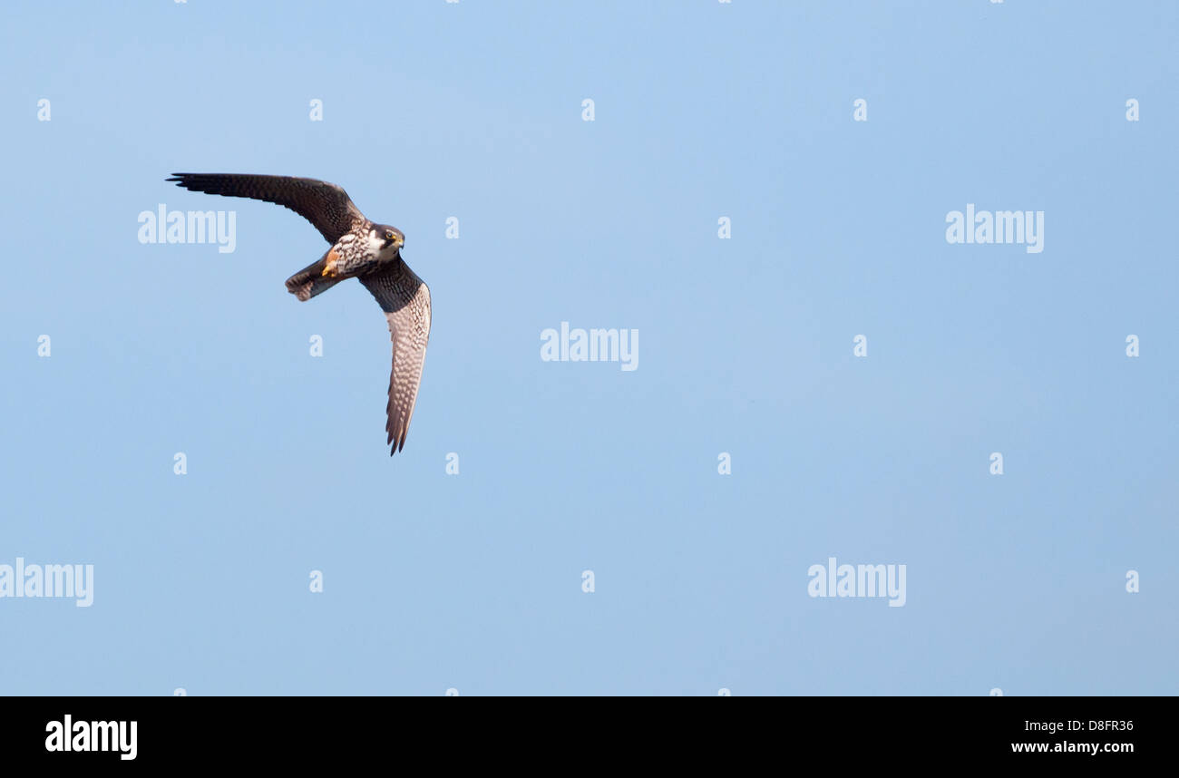 Hobby (Falco Subbuteo®) caccia mayfly sul parafango Foto Stock