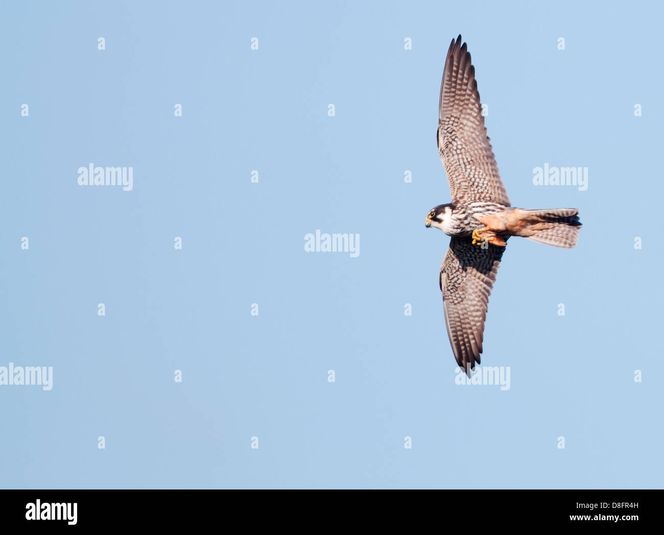 Hobby (Falco Subbuteo®) caccia mayfly sul parafango Foto Stock
