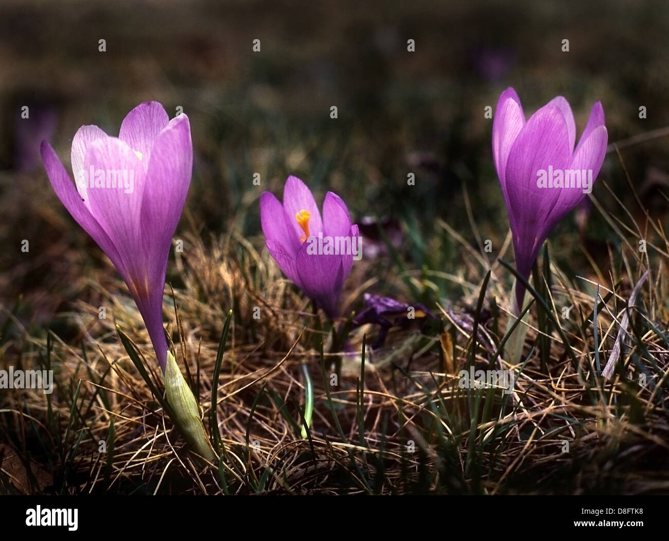 Close-up di un imporpori fiore Crocus Foto Stock