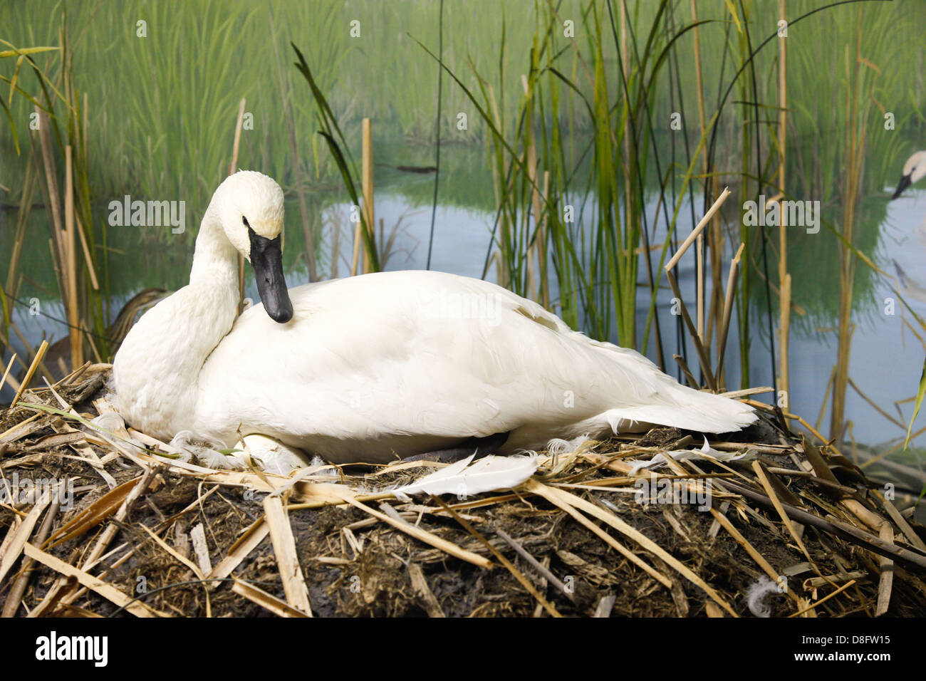 Wild Trumpeter Swan (Sygnus buccinatore) nidificanti nella palude in Midland;;Ontario Canada Foto Stock