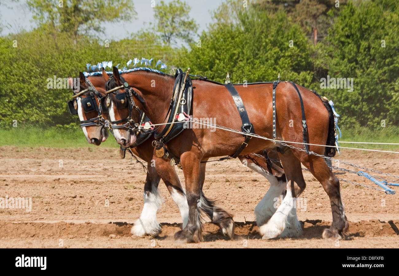 Coppia di Shire cavalli a concorrenza di aratura Foto Stock