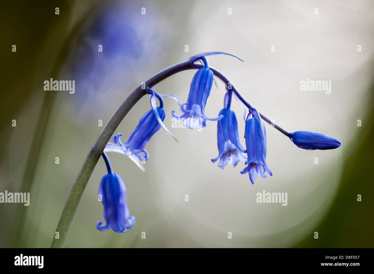 Bluebells (Scilla non scripta) Foto Stock