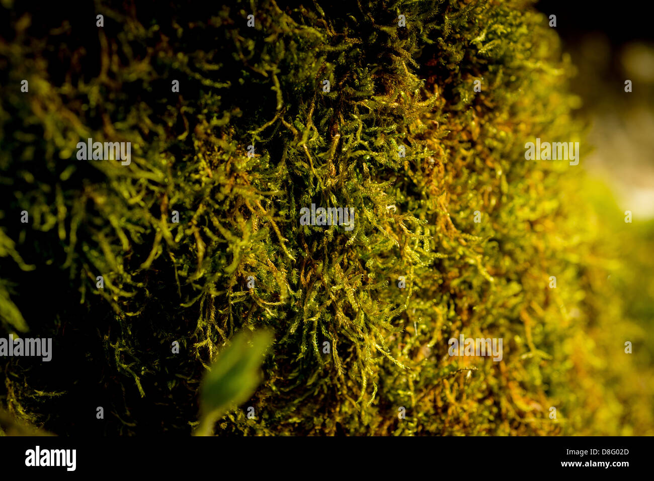 Generico natura Sfondo immagine: moss su radici di albero in un bosco del Sussex. Foto Stock