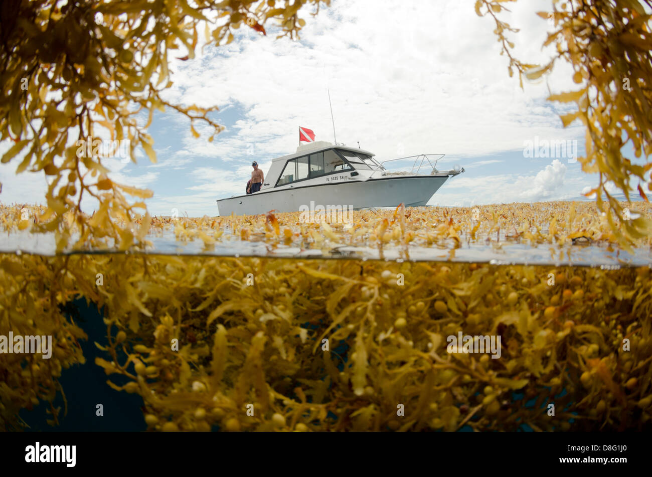 Split shot di sargassum in superficie e barca nei pressi di Key Largo, Florida Foto Stock