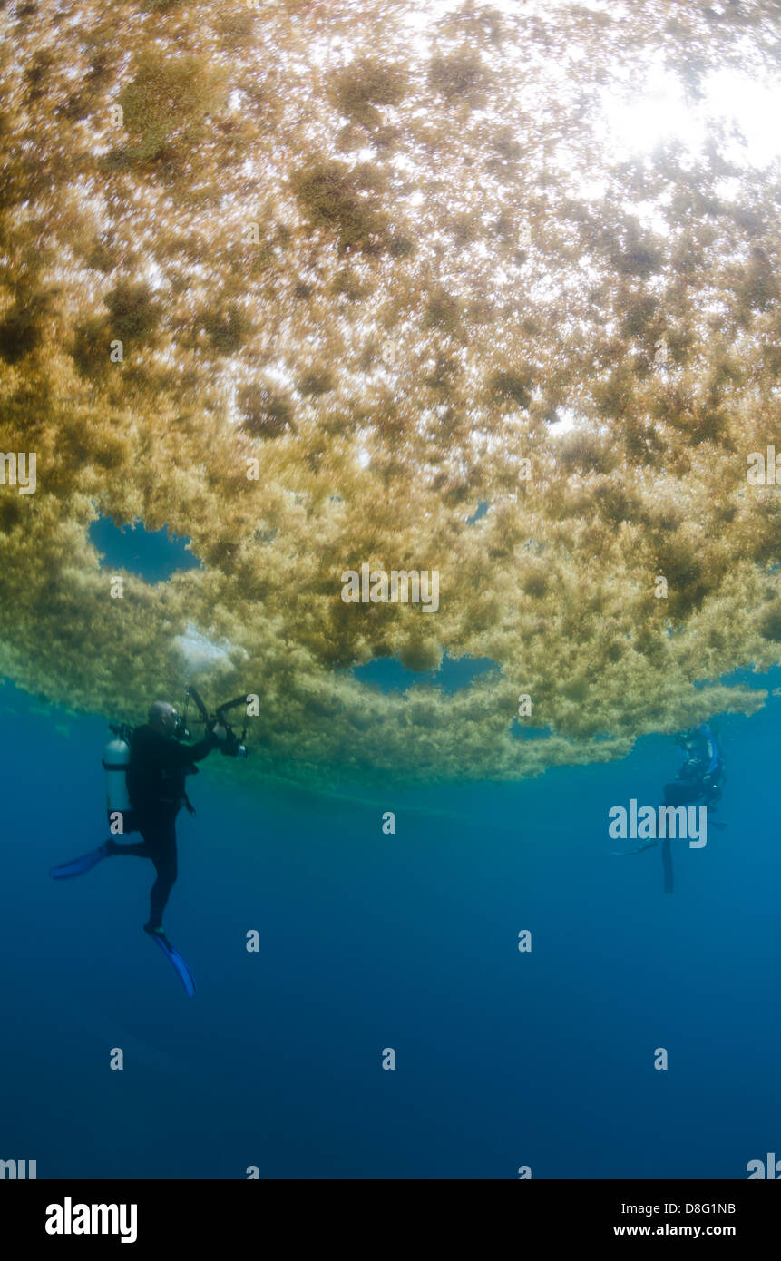 Subacquei prendere le fotografie sotto sargassum nei pressi di Key Largo Foto Stock