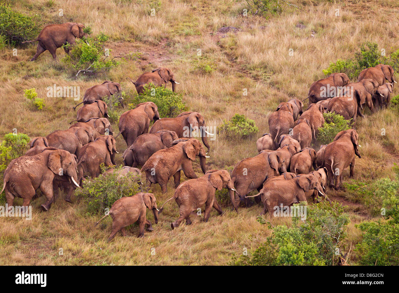 Vista aerea dell'elefante africano (Loxodonta africana) in Kenya.Dist. Africa sub-sahariana. Foto Stock