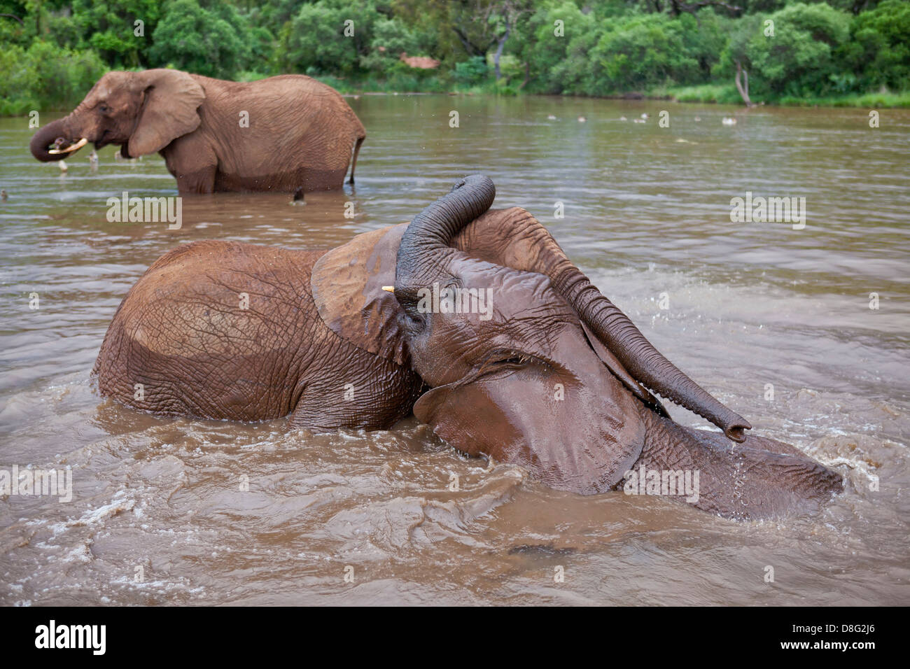 Elefante africano (Loxodonta africana)giovani vitelli giocando in acqua.Sud Africa Foto Stock