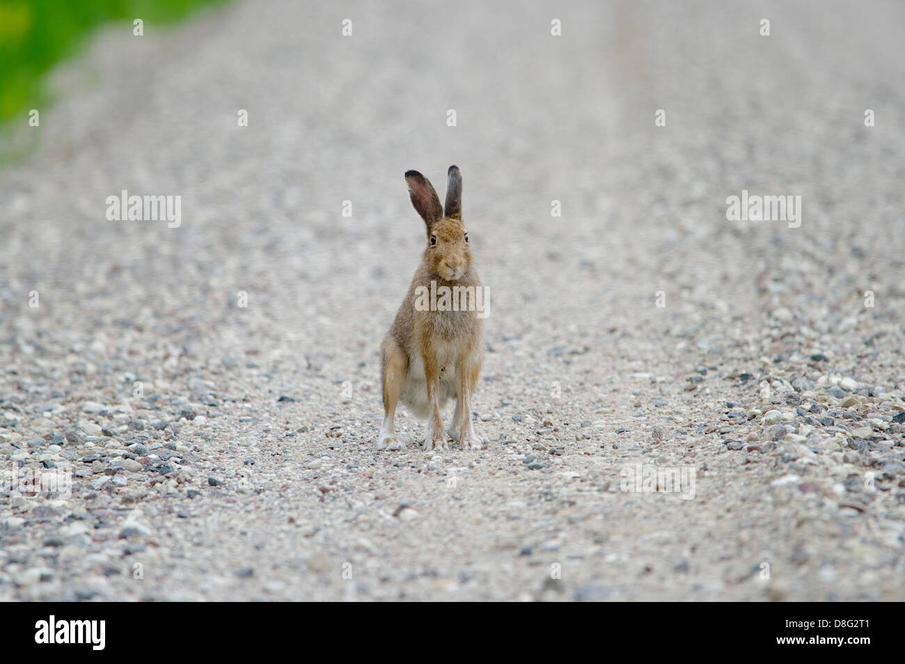 Lepre Lepus timidus sulla strada, Pärnu county Estonia UE Foto Stock