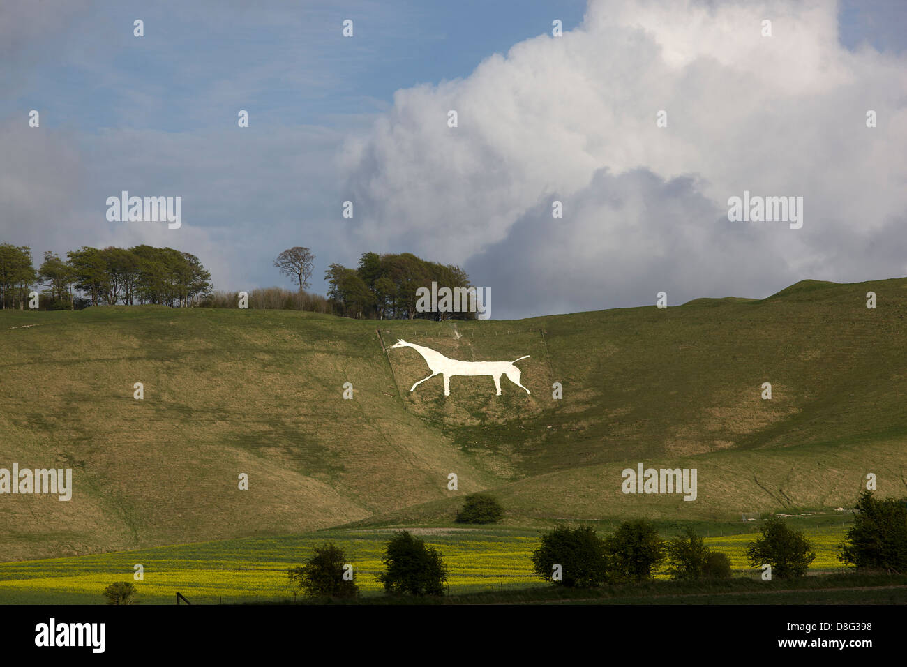 Cherhill White Horse dei campi vicini. Foto Stock