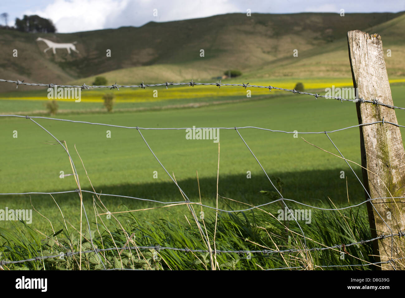 Cherhill White Horse dei campi vicini. Foto Stock