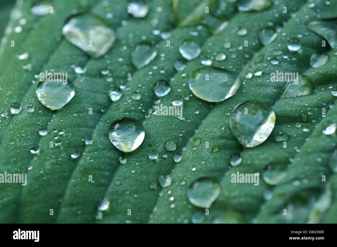 Raindrop Foto Stock
