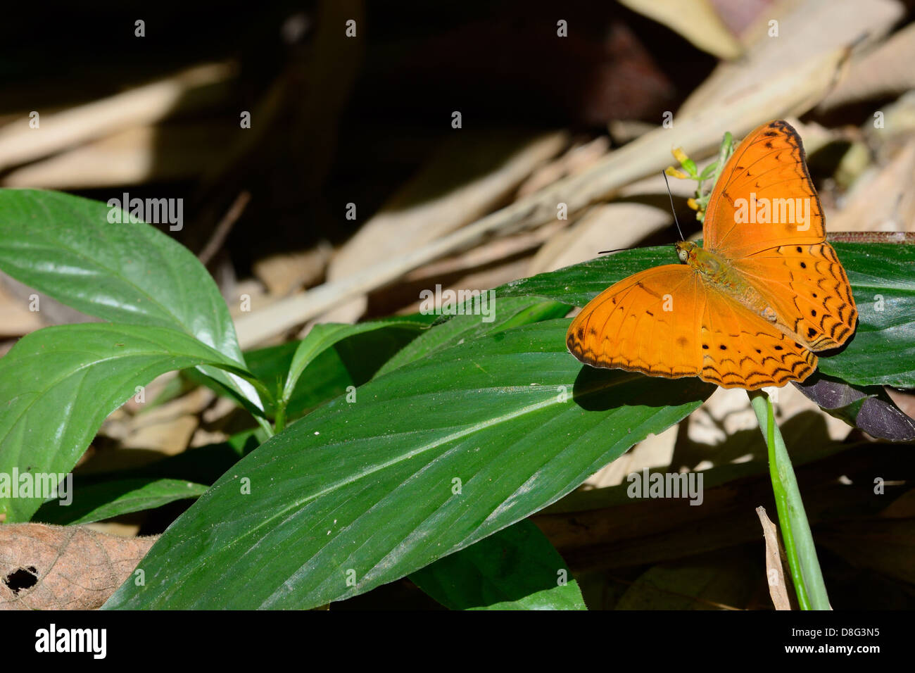 Bella Yeoman comune butterfly (Cirrochroa tyche) sulla foglia verde Foto Stock