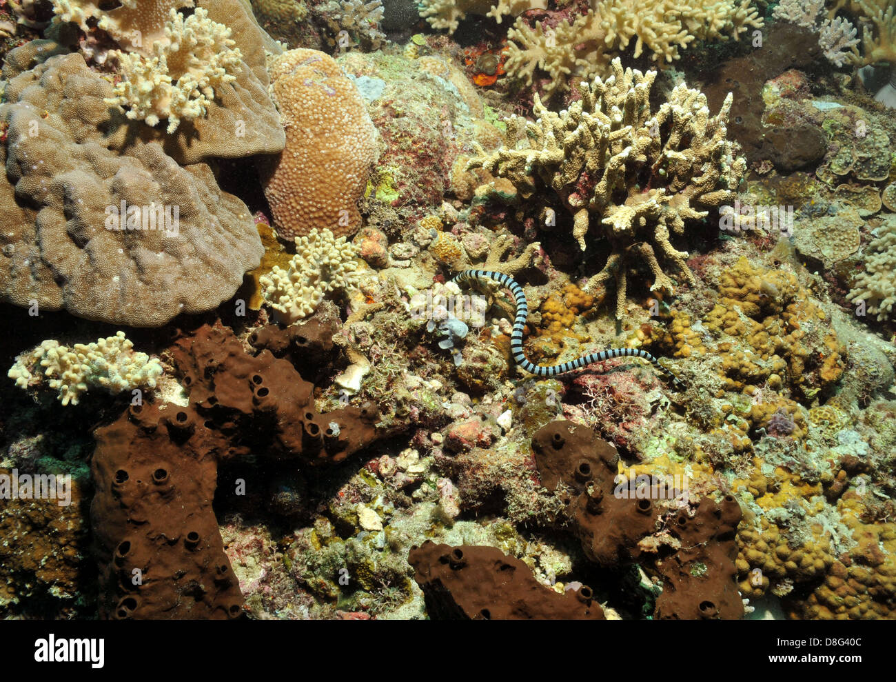 Serpente di mare sulle barriere coralline Foto Stock