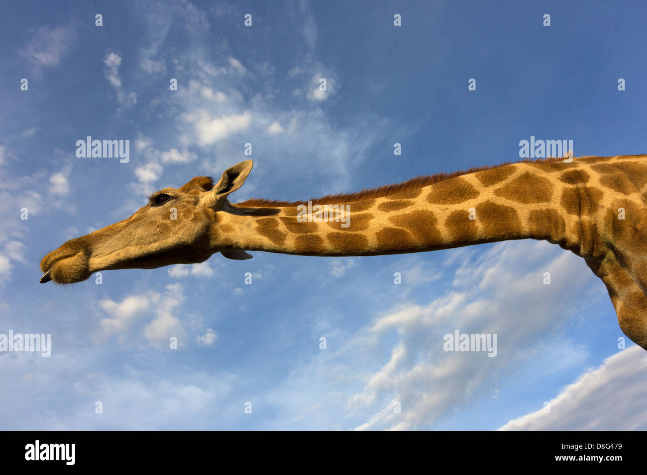 Vista dal basso di una giraffa meridionale (Giraffa camelopardalis giraffa).Sud Africa Foto Stock
