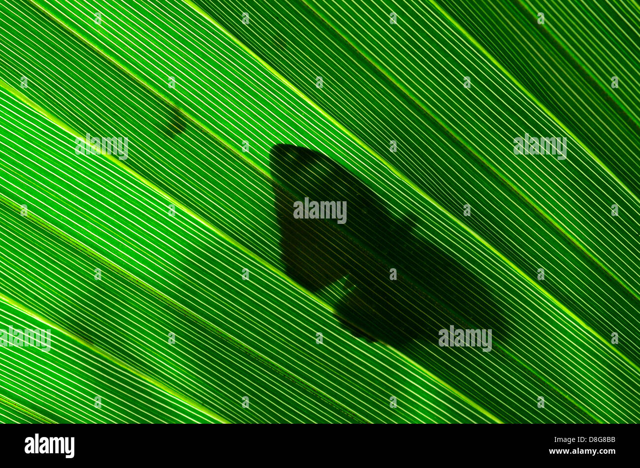 Silhouette di farfalla sul verde lussureggiante di foglie di palma Foto Stock