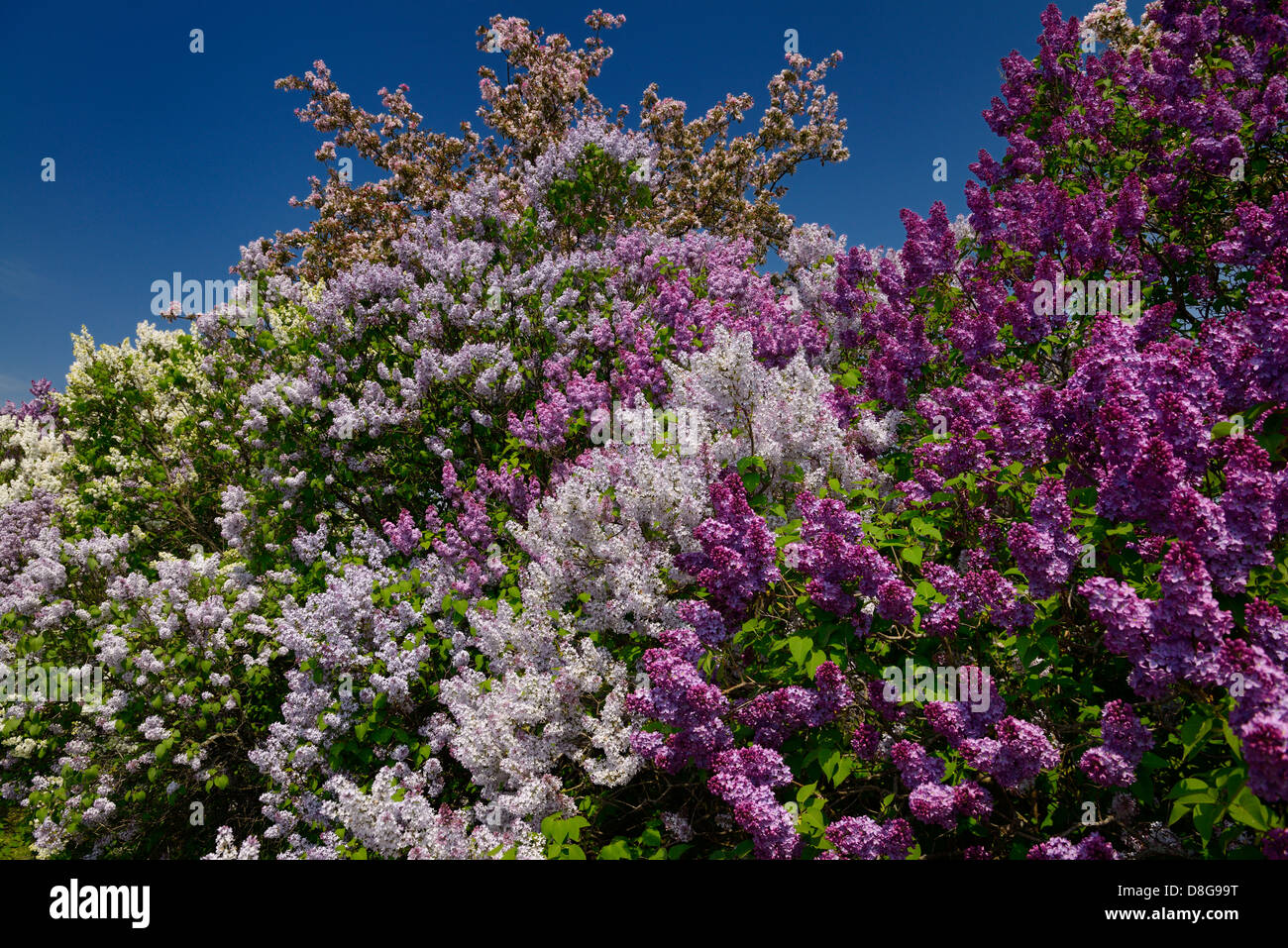 Tripudio di viola e bianco di blumi di comune cespugli di Lilla e rosa Crabapple alberi in primavera Ontario Foto Stock