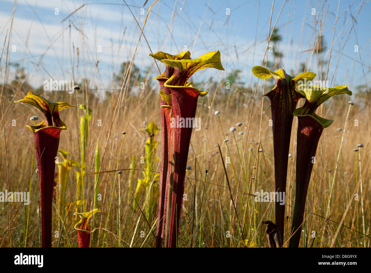 Pianta carnivora tromba brocca piante Sarracenia flava var rubricorpora Florida USA Foto Stock