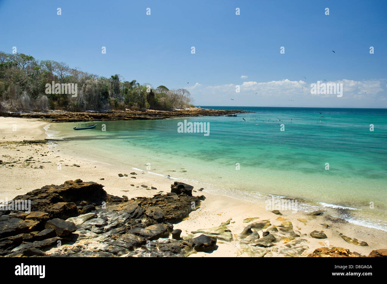 Spiaggia rocciosa con acque chiare e le foreste in Pacheca isola Foto Stock
