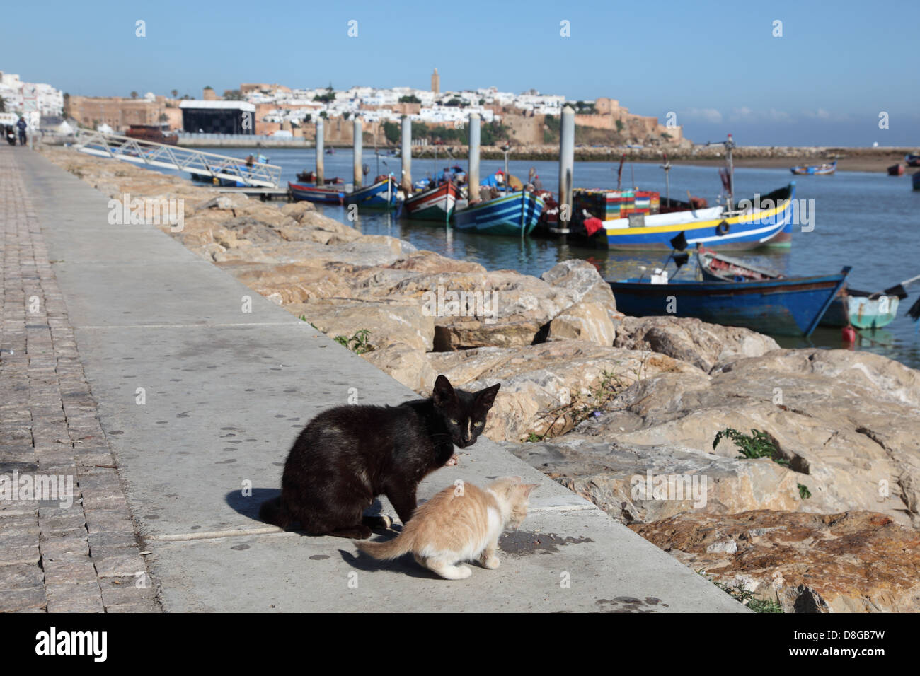 Gatti sul lungomare di Bou Regreg fiume a Rabat, Marocco Foto Stock